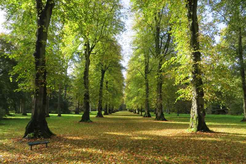 Lime Alley at Westonbirt